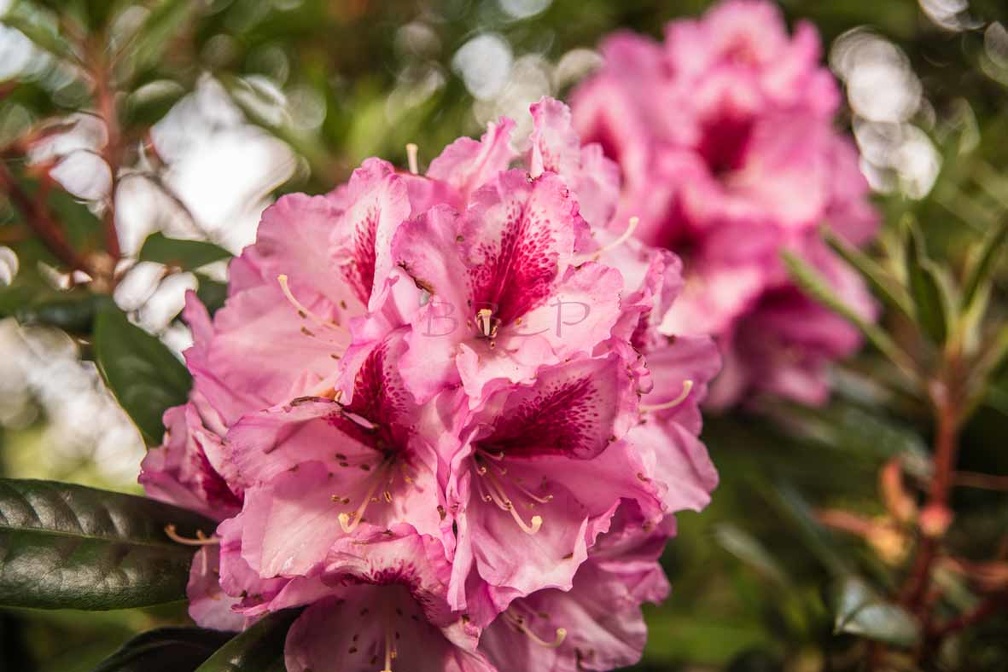 0066 BBL Rhododendron-  garten37.jpg