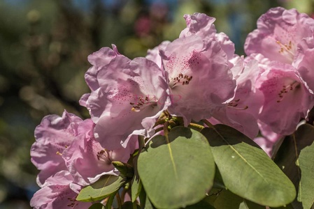 0002 BBL Marburg, BGM, Rhododendron,  -19162