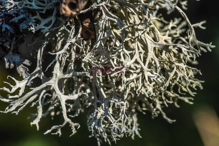 0003 BBL Wetzlar, Weinberg, Ebenästige Rentierflechte       (Cladonia portentosa)-41051