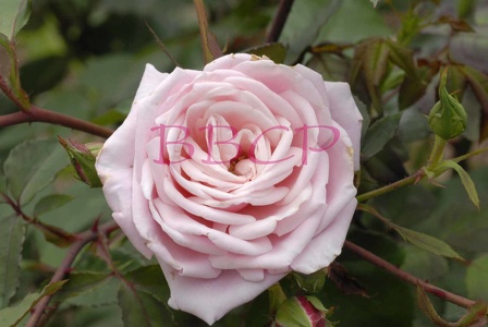 0002 BBL Rose-154925