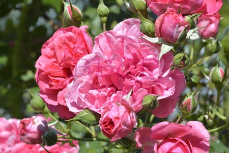 0004 BBL Rose-776527