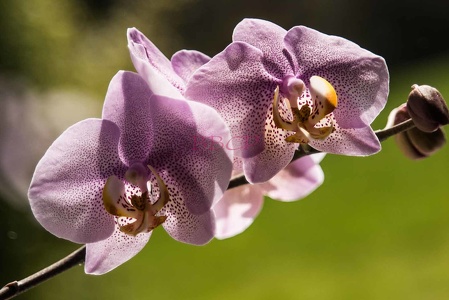 0016 BBL Orchideenblüte-080639