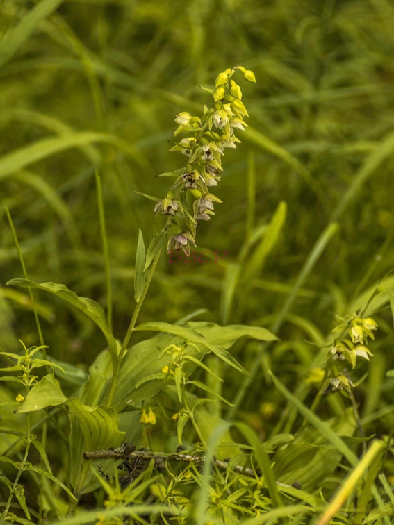 0086BBL Aigen, Puttererlehn, Bienen Ragwurz ( Ophrys apifera)-531410.jpg