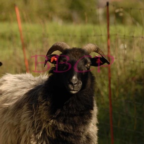 13 Schafe