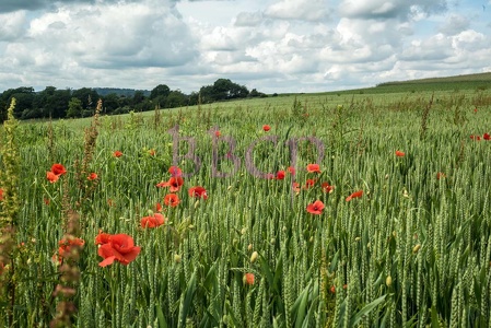 0059 BBL Laufdorf, Weizenfeld mit Mohn-06734