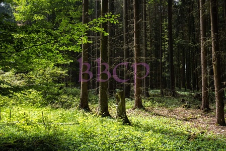 0060 BBL Oberwetz, Wald, Fichtengehölz,-18015