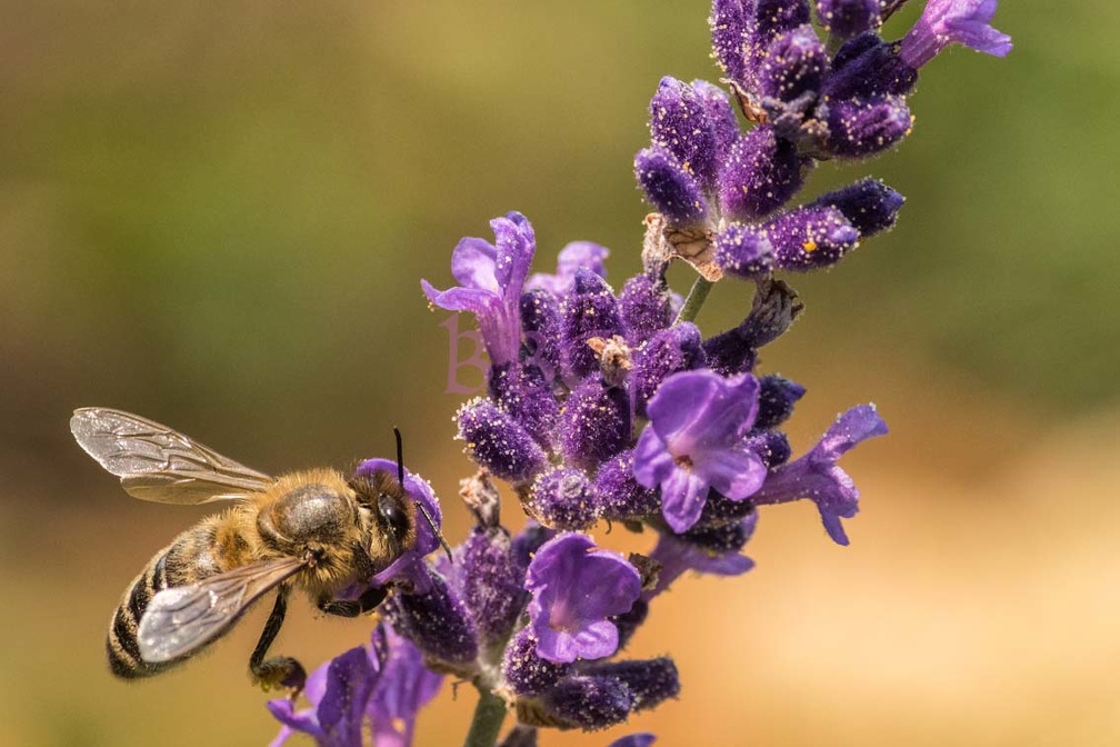 0004 BBL Westliche Honigbiene ( Apis mellifera ) auf Lavendel_543410.jpg