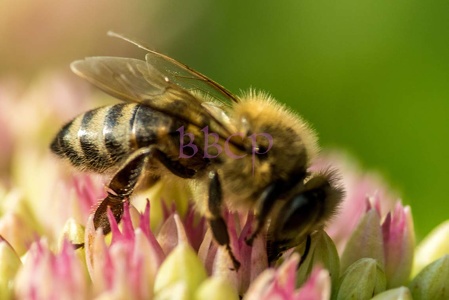 0008 BBL Westliche Honigbiene ( Apis mellifera ) auf Fetthenne ( 546114