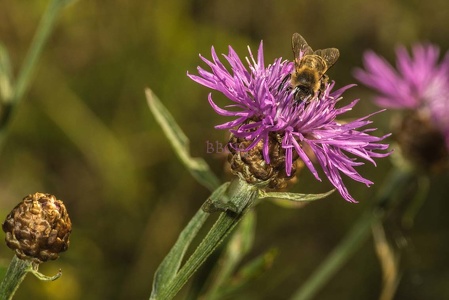 0009   BBL Wetzlar, Weinberg, Honigbiene auf  Wiesenflockenblume (Centaurea jacea)-408815