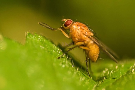 0001 BBL Faul- Fliege-(Meiosimyza rorida)54551