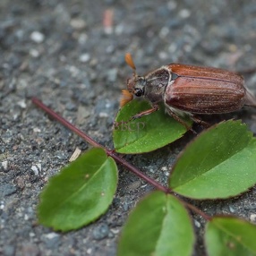Blatthornkäfer ( Scarabaeidae)