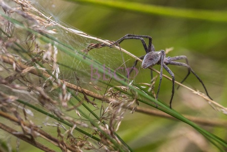 0015 BBL Oberwetz, Waldlichtung, dichter Bewuchs, Listspinne (Pisaura mirabilis) wurde 2002 Spinne des Jahres, einzige Dieser Art in Europa 27382