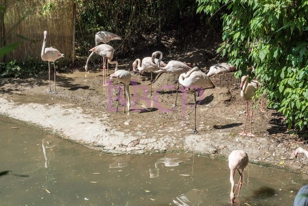 0002 BBL Herborn, Vogelpark Uckersdorf, Flamingo,-19761