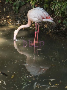 0003 BBL Herborn, Vogelpark Uckersdorf, Flamingo,-19862