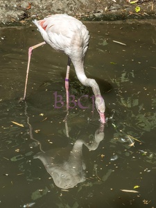 0004 BBL Herborn, Vogelpark Uckersdorf, Flamingo,-19883